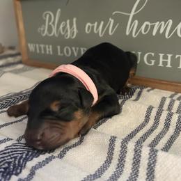 Baby Pink - Black and rust female Doberman Pinscher puppy in Fort Worth, Texas from Arkwatch Dobermans