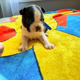 Benny - Black and white male Boston Terrier puppy in Kentucky from Graceful Paws