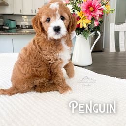 Bernedoodle and Cavapoo Puppies from Wonderful World Doodles