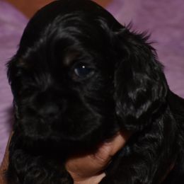 Cocker Spaniel Puppies from Minster Cocker Spaniels