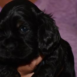 Cocker Spaniel Puppies from Minster Cocker Spaniels
