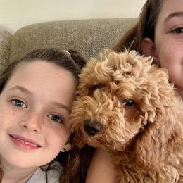 Boy 4 - Goldendoodle puppy in Newport, New York from Snuggle Me Doodles