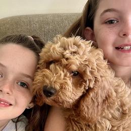 Boy 4 - Goldendoodle puppy in Newport, New York from Snuggle Me Doodles