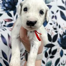 Red - White and black male Dalmatian puppy in Gray, Georgia from Fuller Spots