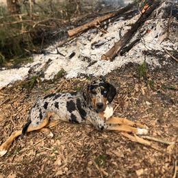 Catahoula Leopard Dog Puppies from Sheepcote Farm Catahoula’s