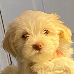 Hope - Havanese puppy from Dean Supreme