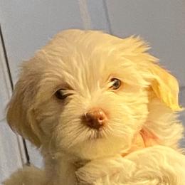 Hope - Havanese puppy from Dean Supreme