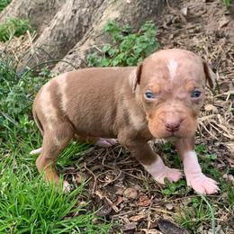 Male 1 - Red merle male Catahoula Leopard Dog puppy in Gadsden, Alabama from Rich Cat’s