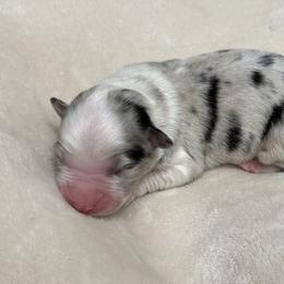 Pup 2 - Blue merle female Australian Shepherd puppy in Tehachapi, California from Country Oaks Farm