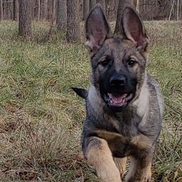German Shepherd Puppies from Sportwaffen K9