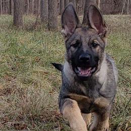 German Shepherd Puppies from Sportwaffen K9