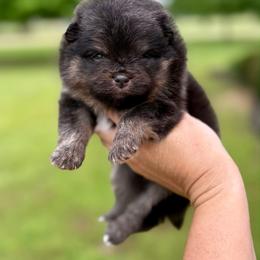 Barney - Black and tan male Pomeranian puppy in Willis, Texas from Treasured Jewels Pomeranians