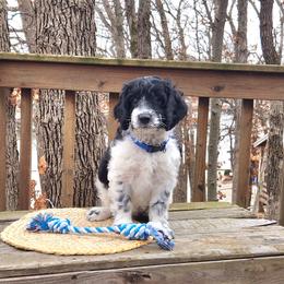 Meet Patches :) - Black and white male Cavapoo puppy in Centerville, Iowa from Barnyard Dachshunds, Dals & Doodles