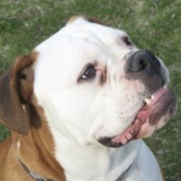 Olde English Bulldogges from Gingersnaps Bullies
