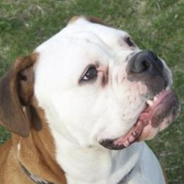 Olde English Bulldogges from Gingersnaps Bullies