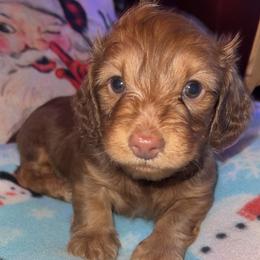 Drake - Fawn (isabella) and cream male Dachshund puppy in Saint Robert, Missouri from Crowesnest Dachshund