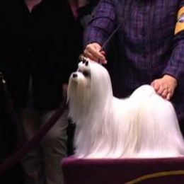 Maltese All Grown Up from RagTak Maltese