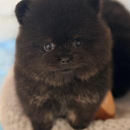 Male - Black and tan male Pomeranian puppy in Spring Branch, Texas from Montefino Pomeranians