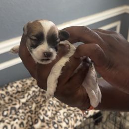 Boy 2 - Chocolate, tan and white male Yorkshire Terrier puppy in Little Elm, Texas from Breedlove Pupps