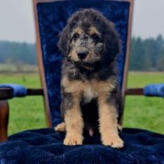 Pedro - Sable male Saint Berdoodle puppy in Battle Ground, Washington from Mad Hatter Farms Saint Berdoodles
