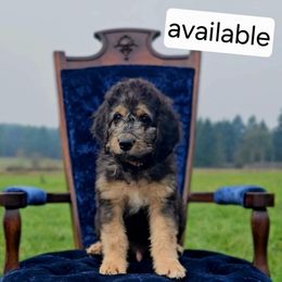 Pedro - Sable male Saint Berdoodle puppy in Battle Ground, Washington from Mad Hatter Farms Saint Berdoodles