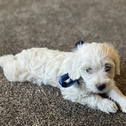 Boy 2 - Cream male Double Doodle puppy in Junction, Utah from Sugar Doodles