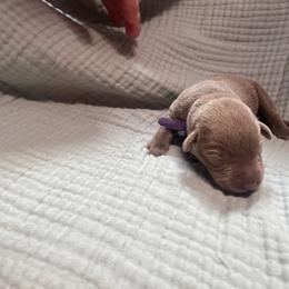 Purple collar - Silver female Dilute Retriever puppy in Valley Center, California from Stunning Silver Bullets Labradors