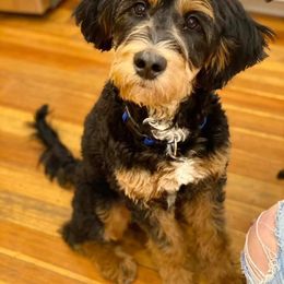 Aussiedoodle and Bernedoodle All Grown Up from Imels Doodles