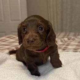 CKC Stout (1,860) - Chocolate and cream male Dachshund puppy in Hartsville, Tennessee from B+B Co Miniature Dachshunds
