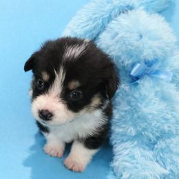 10 light blue - Black and tan male Pembroke Welsh Corgi puppy in Port Republic, Maryland from Bestfurends