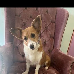 Nella - Pembroke Welsh Corgi