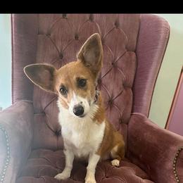 Nella - Pembroke Welsh Corgi