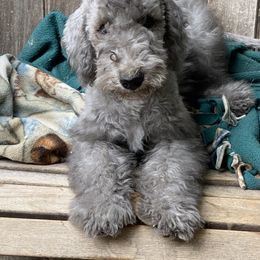 Haze - Blue Bedlington Terrier puppy in Albuquerque, New Mexico from Windslore Bedlington Terriers