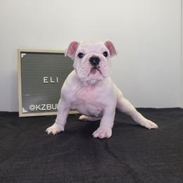 Eli - White male Bulldog puppy in Hillsdale County, Michigan from KZ Bullies LLC