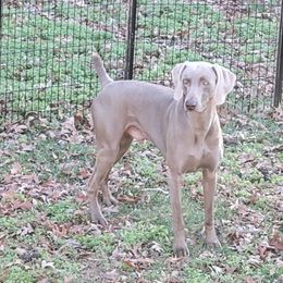 Hardy - Weimaraner