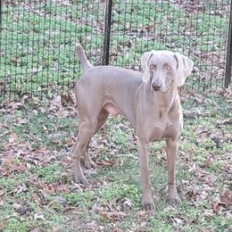 Hardy - Weimaraner