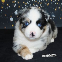 Miniature Australian Shepherd Puppies from Aussie Amor