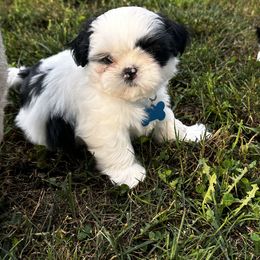 Patch - Black and white male Shih Tzu puppy in Scottdale, Pennsylvania from Nancy’s Majestic Shih Tzus