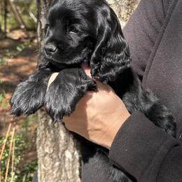 Cocker Spaniel Puppies from Anastasia Knight's Cocker Spaniels
