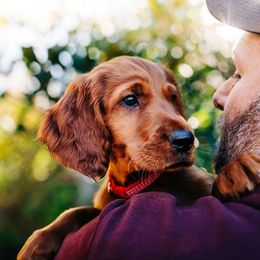 Red collar - Mahogany male Irish Setter puppy in Baileyville, Maine from Down East Setters and Labs