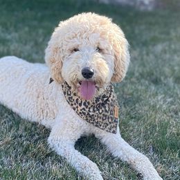 Fendi - Poodle