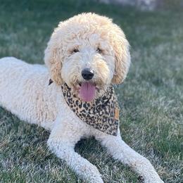 Fendi - Poodle