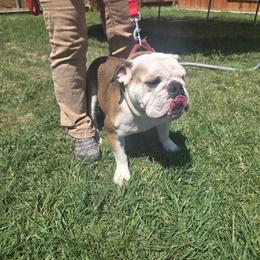 Daisy - Bulldog
