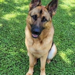 German Shepherds from Wondar Shepherds