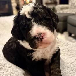 Green boy - Tri-color male Bernedoodle puppy in Lake, Michigan from 3 King Doodles & Poodles