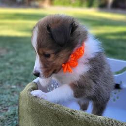 Orange - Sable and white male Shetland Sheepdog puppy in Chandler, Arizona from Keri Koch