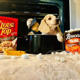 Dexter - Piebald male Dachshund puppy in Wichita Falls, Texas from Long Dogs in The Falls