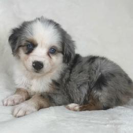 Sugar - Blue merle female Miniature Australian Shepherd puppy in Bedias, Texas from JSK Aussie and Cavaliers