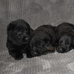 German Shepherd Puppies from Shepherds of Anarchy