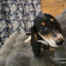 Burglekutt - Black and tan male Dachshund puppy in Willard, Utah from Simply Sharing Love